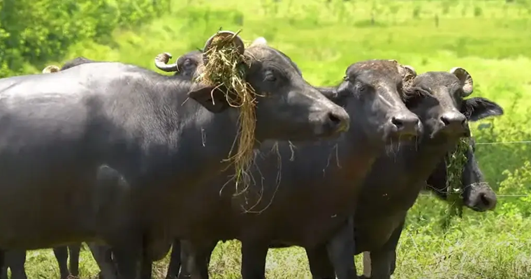 Los búfalos, animales triple propósito que ganan espacio en Colombia