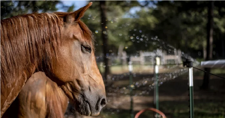 Encontraron la capacidad cognitiva que los caballos tienen para pensar acciones futuras