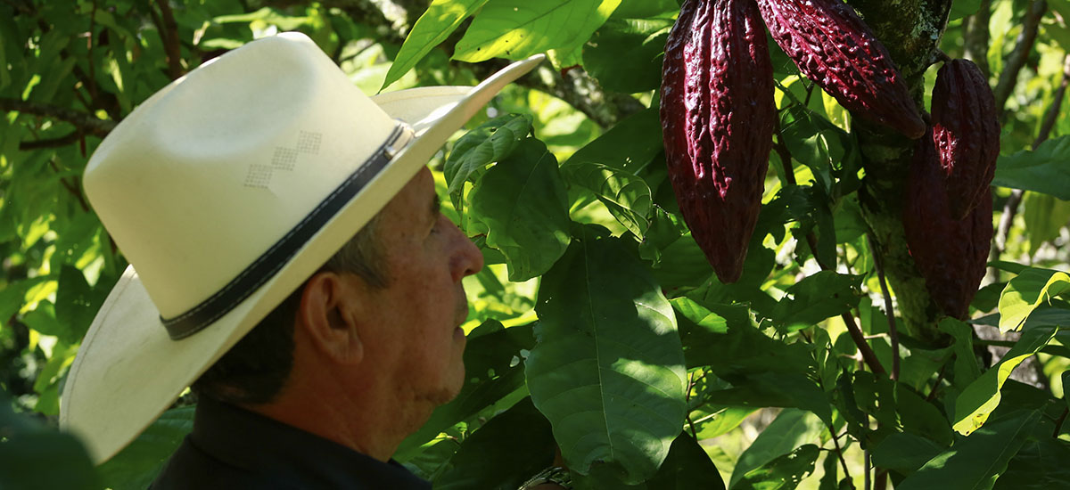 Implementarán plan de fortalecimiento de la comercialización de cacao para alcanzar nuevos mercados - 25 de julio de 2016