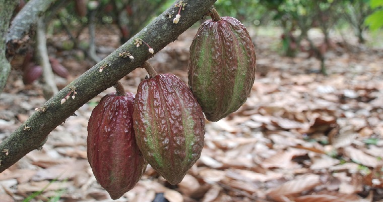 El Cacao una historia que se está escribiendo