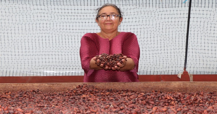 Con el cacao, AGROSAVIA vuelve al departamento de Arauca