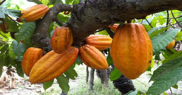 Países cacaoteros se pueden ver afectados por el cadmio
