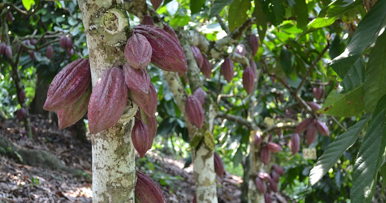 AGROSAVIA presenta estrategia digital 360º para difundir conocimiento técnico