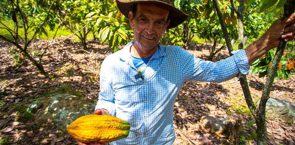 Plan de ordenamiento productivo de la cadena y agroindustria del cacao: en la recta final