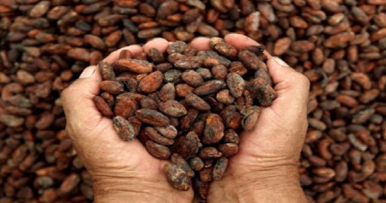 Se fortalecerá la producción de cacao en Huila