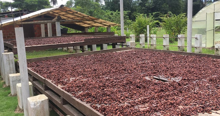 Nuevas perspectivas sobre la presencia de cadmio y su gestión en la cadena de producción de cacao en Arauca