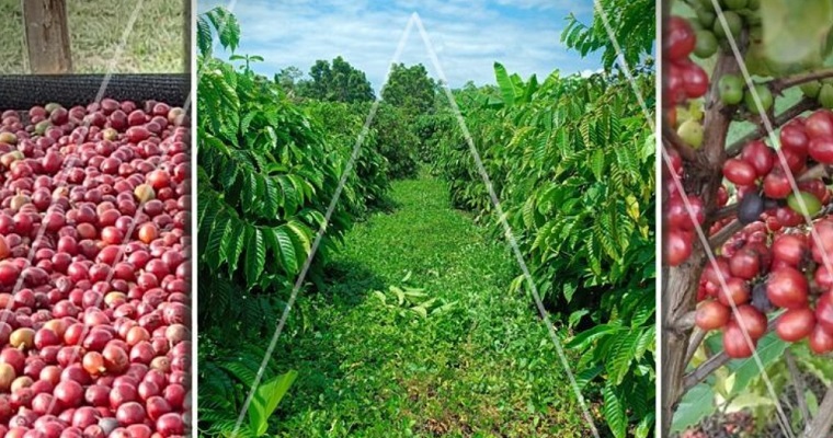 Café canéfora, una especie que podría diversificar la caficultura en zonas no tradicionales