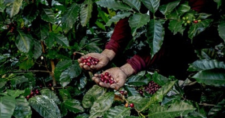 FNC lanzó canal de venta en línea para potenciar marcas de café 100% colombiano