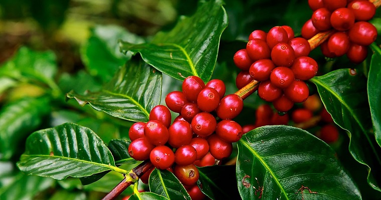 En la “baba” del café crecen bacterias importantes para la salud y la industria
