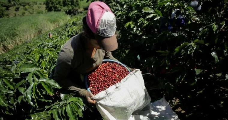 Solidaridad capacitará en materia ecológica a cafeteros pequeños en el sur del país