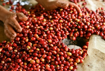 Colombia produjo 1,188 millones de sacos de café en mayo