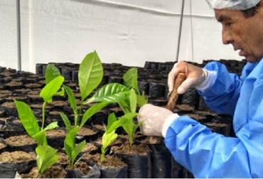 Evalúan nueva especie de café para su ingreso al país