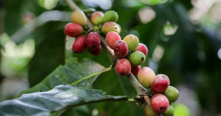 La Cumbre Cafetera llega a trazar los caminos para reactivar exportaciones del sector