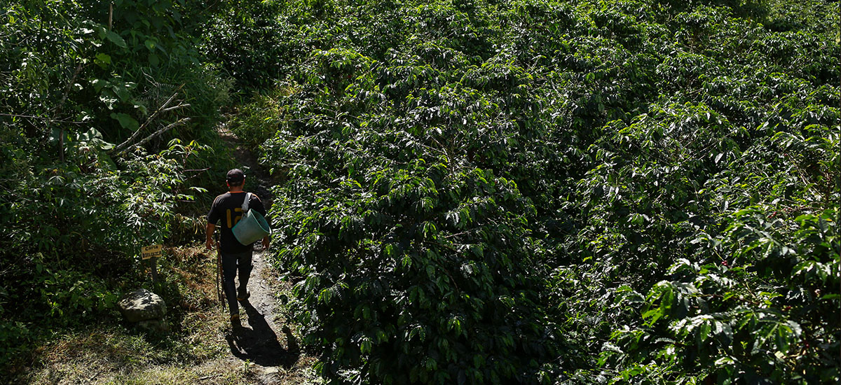 Agro debe mantener medidas preventivas frente a probabilidad de fenómeno de La Niña - 27 julio de 2016