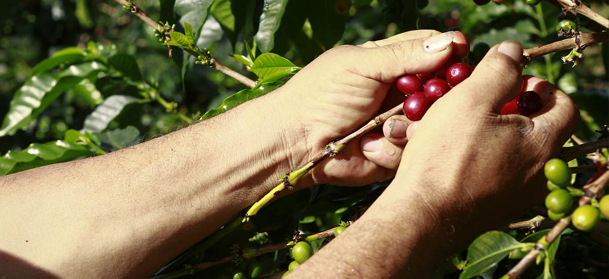 Abren nueva tienda Juan Valdez en Corabastos - 12 agosto de 2016
