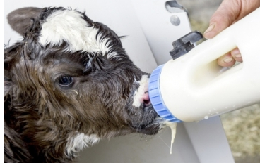 Recomendaciones a la hora de congelar y descongelar el calostro