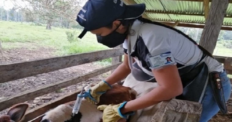 Comienza ciclo I de vacunación contra la fiebre aftosa, brucelosis bovina y rabia