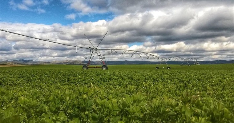 Legumbres contra el cambio climático