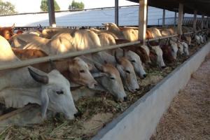 ¿Cómo utilizar la caña panelera para alimentar el ganado?