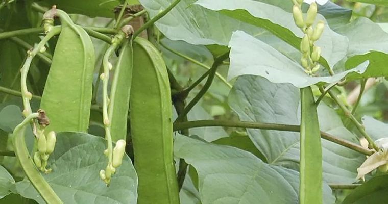 Canavalia: una leguminosa versátil para la agricultura sustentable y la conservación de suelos