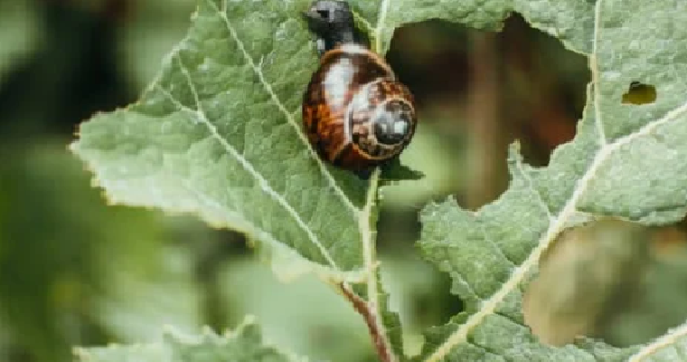 La cerveza sirve como método para evitar la proliferación de caracoles en su cultivo