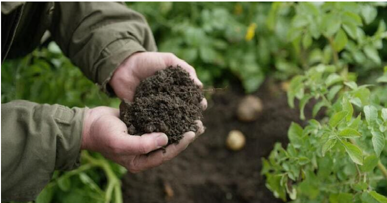 Siembra directa y cubiertas vegetales: estos son los últimos avances de la agricultura de carbono