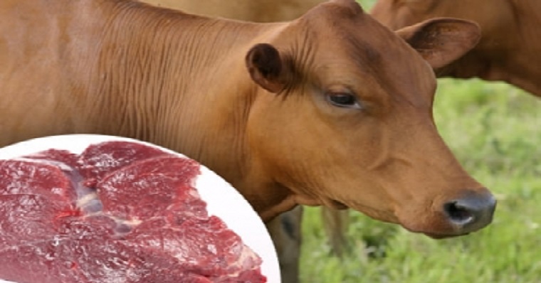 Carne de ganado criollo en pastoreo es de excelente calidad