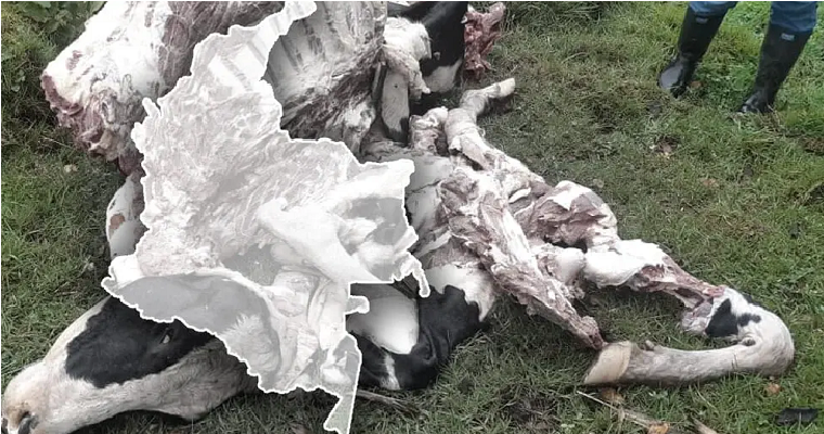 Carneo: todo lo que un ganadero debe saber sobre este delito