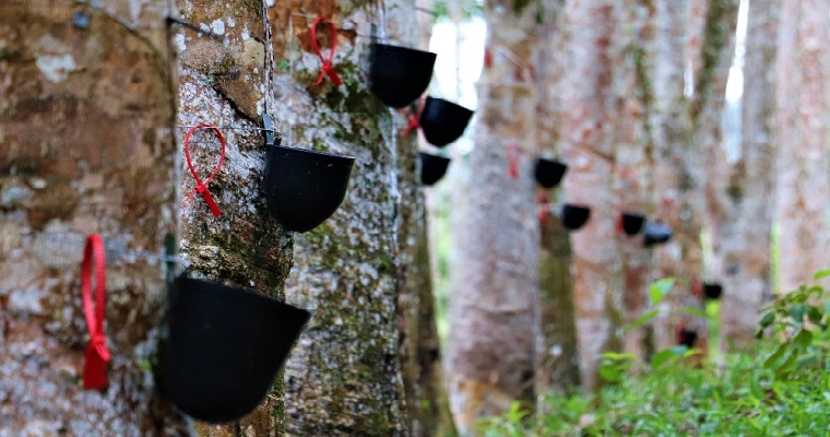 Los caucheros del Bajo Cauca antioqueño ahora cuentan con un protocolo para estimular los árboles y mejorar la productividad de sus cultivos
