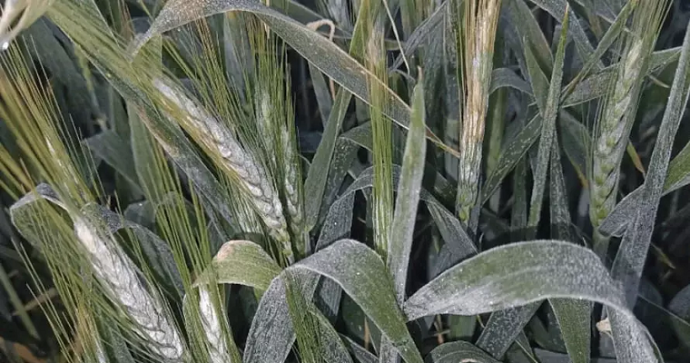 ¿Qué se puede hacer con el trigo o la cebada afectados por heladas?