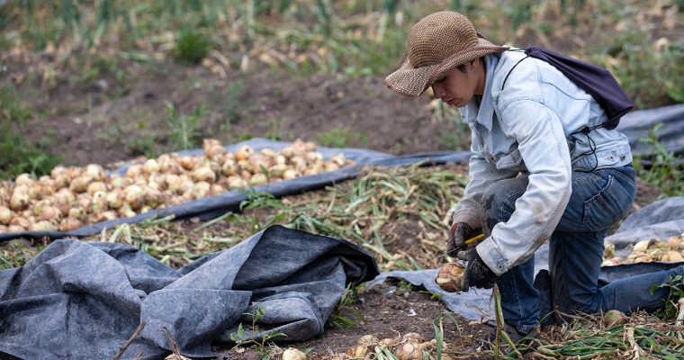Región centro de Boyacá, la de mejores condiciones para la producción de cebolla bulbo