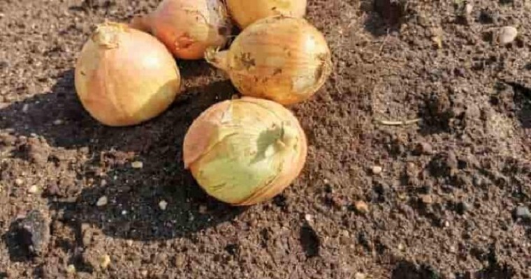 Las cebollas comerciales en camas elevadas tienen menos probabilidades de verse afectadas por Fusarium y crecer más