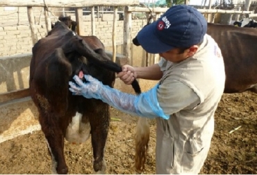 Observe estos signos para detectar el celo en bovinos