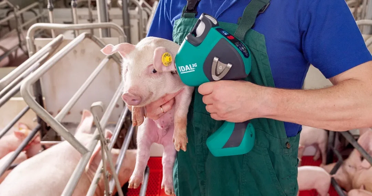 Conozca cómo funciona la vacunación intradérmica sin aguja en producción porcícola