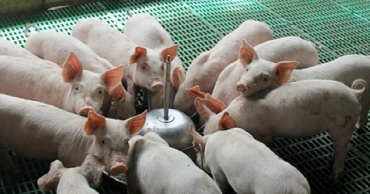 Productores porcícolas con el reto de producir carne sana y sin estrés