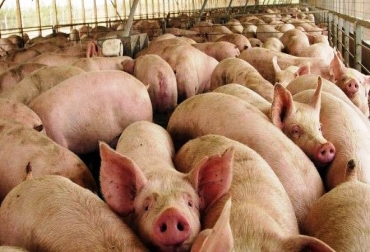 Sector porcícola gana terreno en la región Caribe