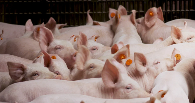 Rinitis atrófica, enfermedad infecciosa de gran incidencia en la producción porcina