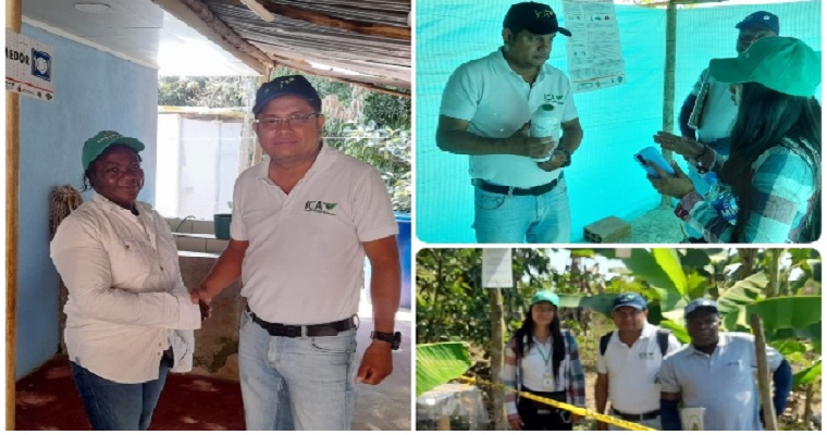 En el Cauca, productores de lima ácida Tahití le apuestan a certificarse en BPA