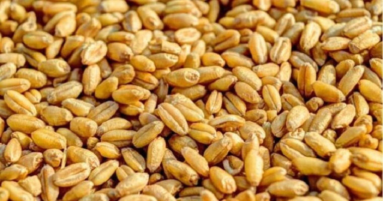 Los cambios en la alimentación animal podrían suministrar alimentos a 1.000 millones de personas