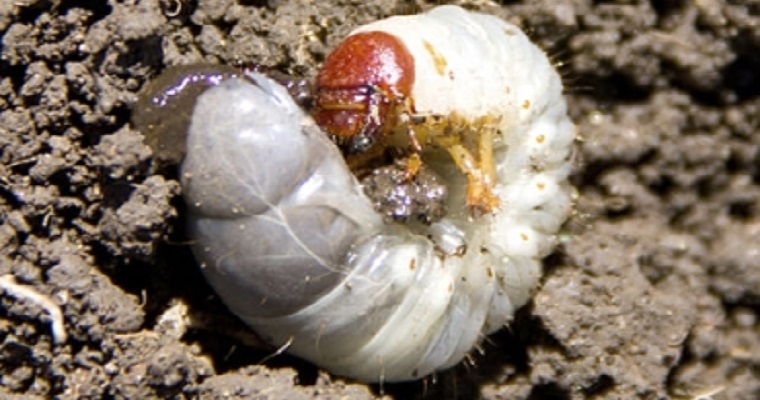 ¿Cuáles son los gusanos blancos que afectan los pastos y otros cultivos?