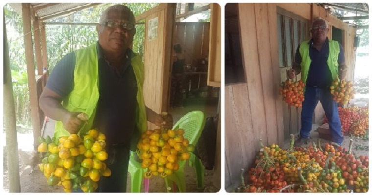 Cultivos de chontaduro en el Chocó son inspeccionados por el ICA