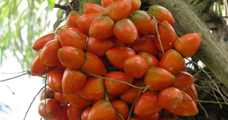 Plan Semilla: Organizaciones seleccionadas Chontaduro y Caña