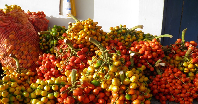 Si cultivas papa, maíz, frijol, arveja, arroz, aguacate, chontaduro o caña de azúcar para panela y te interesa fortalecerte o convertirte en productor de semilla de calidad, esta información es útil para ti