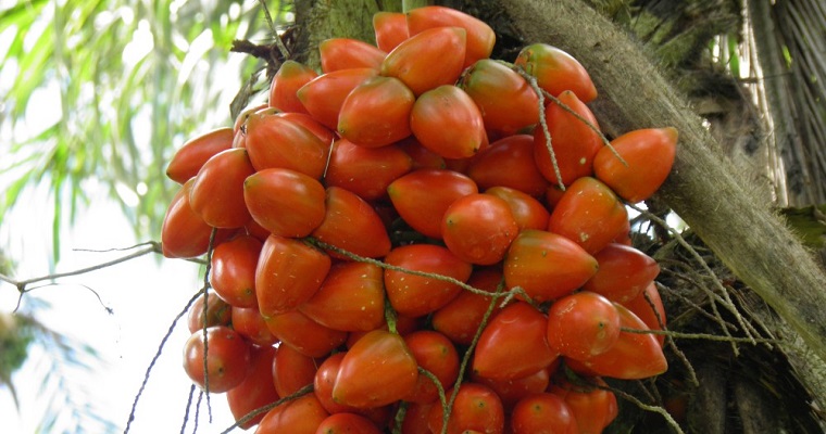 Conozca las estrategias de manejo del cultivo de chontaduro en Colombia
