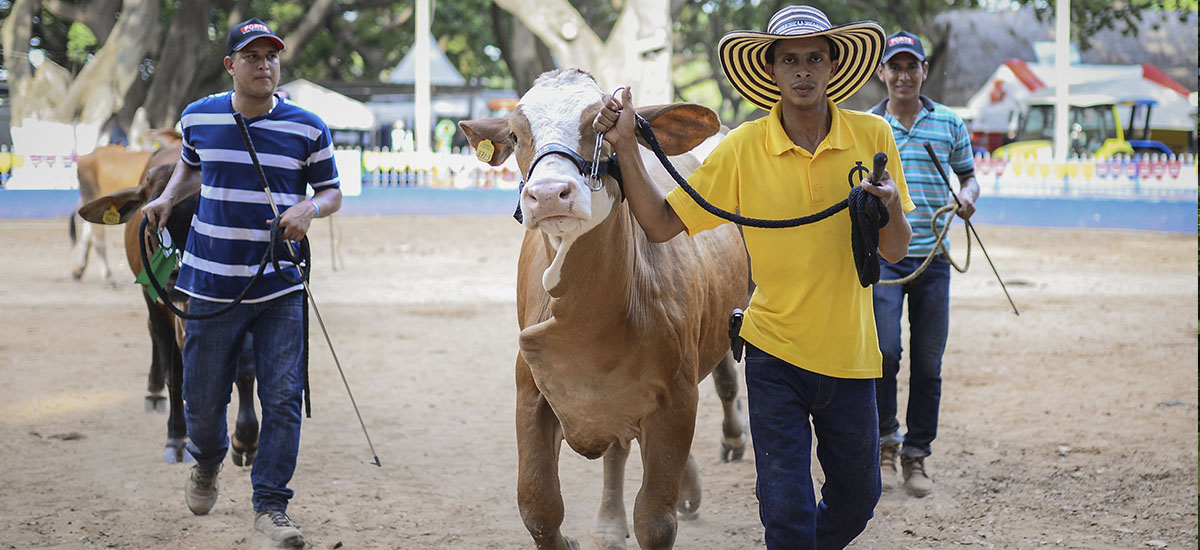 Con una cobertura del 96,7% termina ciclo de vacunación contra fiebre aftosa en el país - 23 de agosto de 2016
