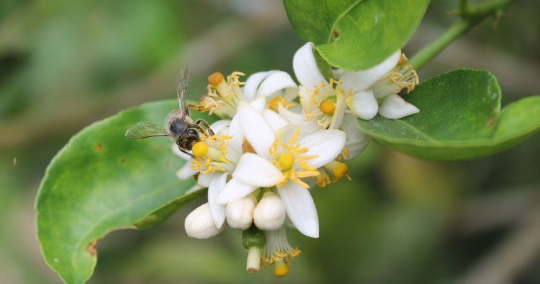 Ciencia, tecnología e innovación para la producción apícola colombiana