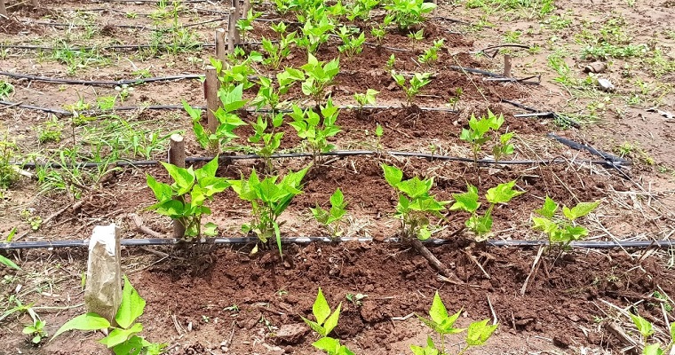 Resultados prometedores arroja proyecto de fríjol común de sequía para el Caribe financiado por el gobierno de Korea