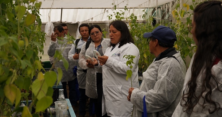 Investigación liderada por AGROSAVIA da frutos en la reactivación de la producción de uchuva
