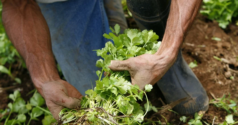 Conozca las propiedades antibacterianas y estimulantes que trae el consumo de cilantro