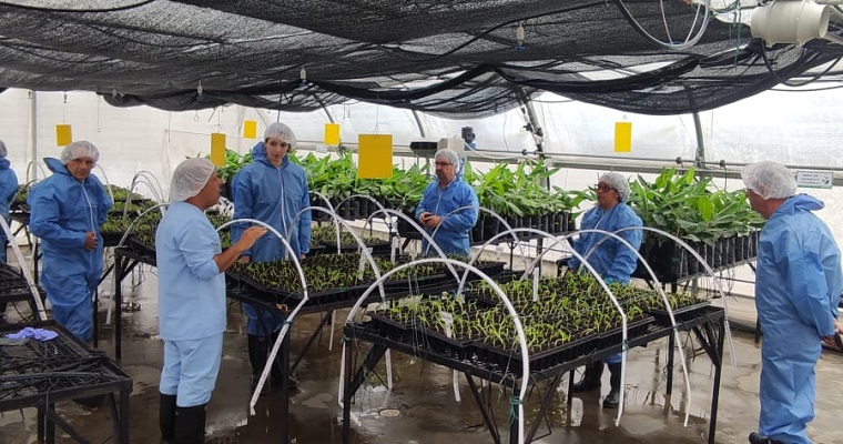 Investigadores del CIRAD y Vitropic de Francia visitaron Tibaitatá para continuar trabajando con AGROSAVIA en hacerle frente problema del Foc Raza 4 Tropical